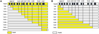 Critical Functions of Region 1-67 and Helix XIII in Retaining the Active Structure of NhaD Antiporter in Halomonas sp. Y2